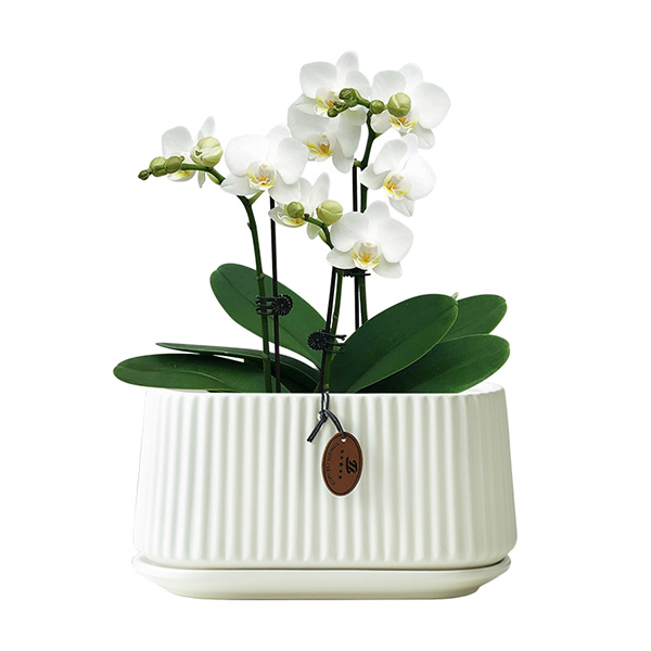 Phalaenopsis Special Planter