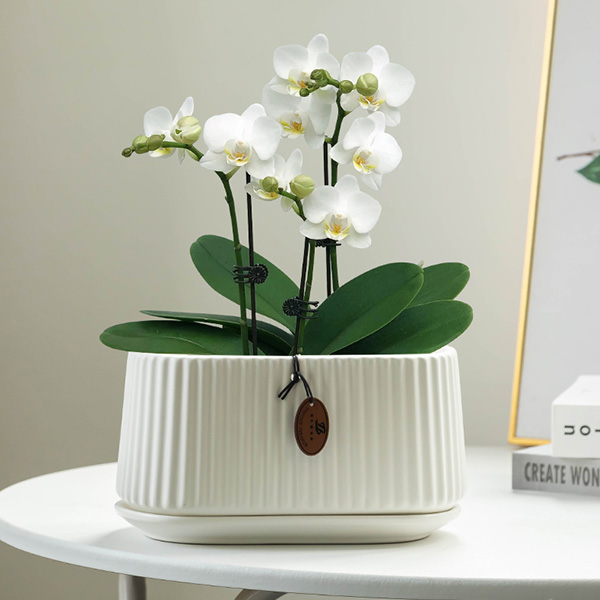 Phalaenopsis Special Planter