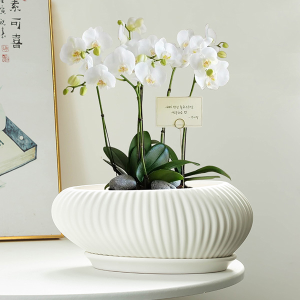 Phalaenopsis Special Planter