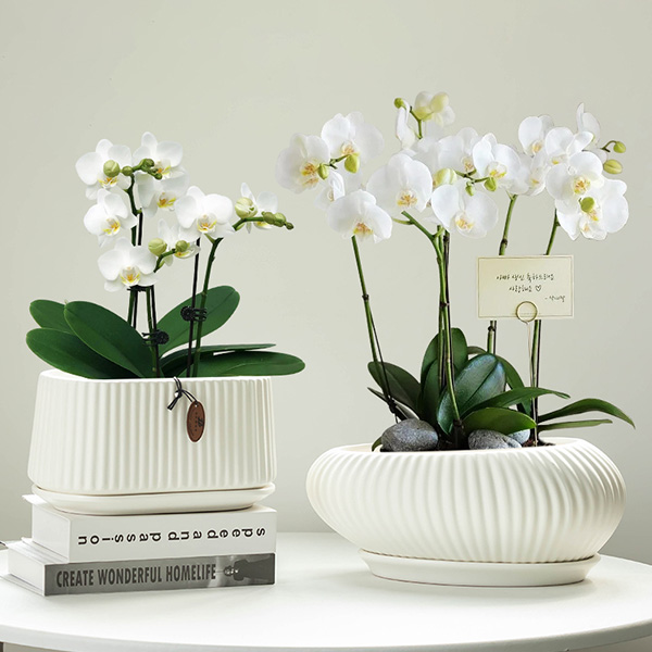 Phalaenopsis Special Planter