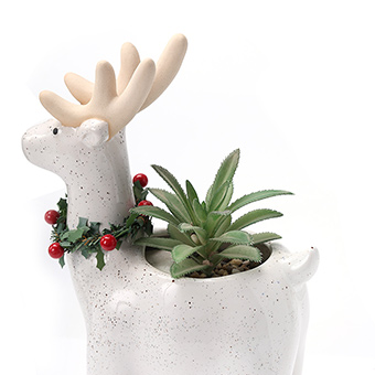 Winter Home Decoration Planter Succulents
