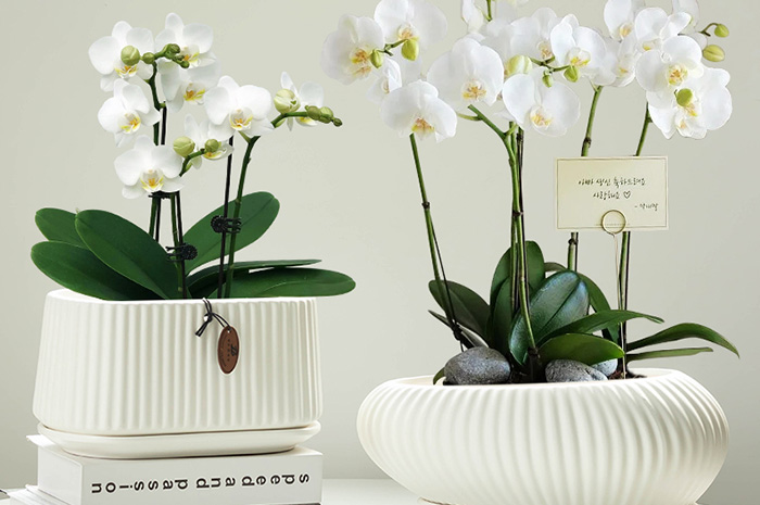 Phalaenopsis Special Planter
